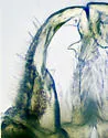 Trichopetalum lunatum - photo 5