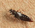Trichophya pilicornis