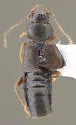 Trichophya pilicornis - photo 2