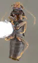 Trichophya pilicornis - photo 3