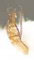 Trichophya pilicornis - photo 5