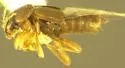 Trichophya tarsalis - photo 2