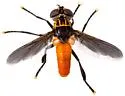 Trichopoda elongata