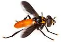 Trichopoda elongata - photo 2