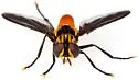 Trichopoda elongata - photo 4