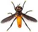 Trichopoda elongata - photo 5