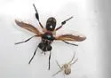 Trichopoda indivisa