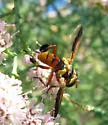 Trichopoda indivisa - photo 2