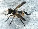 Trichopoda indivisa - photo 4