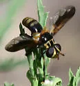 Trichopoda indivisa - photo 5