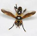 Trichopoda plumipes - photo 2