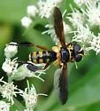 Trichopoda plumipes - photo 3