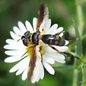 Trichopoda plumipes - photo 4