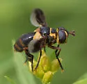 Trichopoda plumipes - photo 5