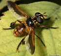Trichopoda subdivisa