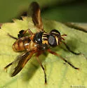 Trichopoda subdivisa - photo 2