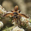 Trichopoda subdivisa - photo 3