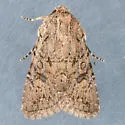 Trichopolia alfkenii - Hodges#10559