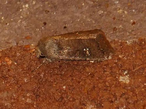 Trichopolia antennata - Hodges#10558