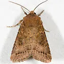 Trichopolia curtica - Hodges#10546