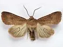 Trichopolia curtica - Hodges#10546 - photo 2