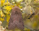 Trichopolia curtica - Hodges#10546 - photo 3