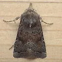 Trichopolia curtica - Hodges#10546 - photo 4