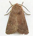 Trichopolia curtica - Hodges#10546 - photo 5