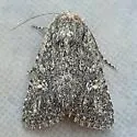 Trichopolia dentatella - Hodges#10618
