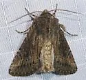Trichopolia eureka - Hodges#10549 - photo 2