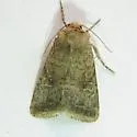 Banded Quaker - Hodges#10552