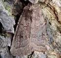 Banded Quaker - Hodges#10552 - photo 2