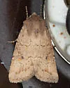 Banded Quaker - Hodges#10552 - photo 4