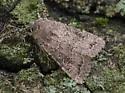 Banded Quaker - Hodges#10552 - photo 5