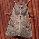 Trichopolia melanopis - Hodges#10566
