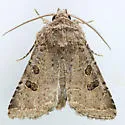 Trichopolia melanopis - Hodges#10566 - photo 2