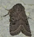 Trichopolia melanopis - Hodges#10566 - photo 3