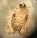Trichopolia melanopis - Hodges#10566 - photo 5
