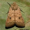 Trichopolia mulina - Hodges#10562