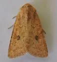 Trichopolia mulina - Hodges#10562 - photo 2
