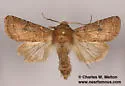Trichopolia mulina - Hodges#10562 - photo 3