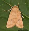 Trichopolia mulina - Hodges#10562 - photo 4