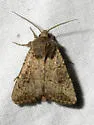 Trichopolia mulina - Hodges#10562 - photo 5
