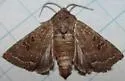 Trichopolia orobia - Hodges#10565 - photo 2
