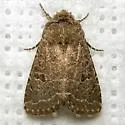 Trichopolia orobia - Hodges#10565 - photo 3