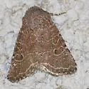 Trichopolia orobia - Hodges#10565 - photo 4