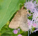 Trichopolia orobia - Hodges#10565 - photo 5