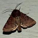 Ruddy Quaker - Hodges#10563 - Trichopolia oviduca