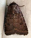 Ruddy Quaker - Hodges#10563 - photo 2
