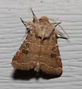 Ruddy Quaker - Hodges#10563 - photo 4